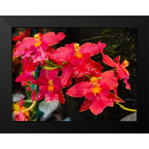 Coy Orchids In Red Black Modern Wood Framed Art Print by Nebula, Melissa