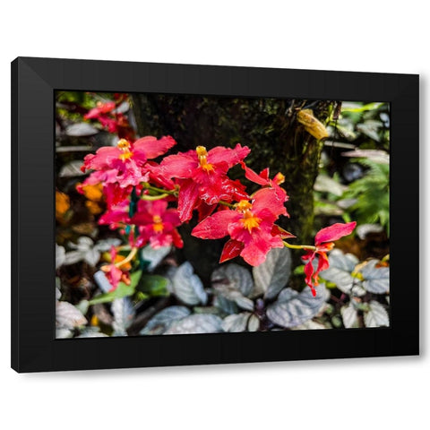 Curly Orchid Hug Black Modern Wood Framed Art Print by Nebula, Melissa