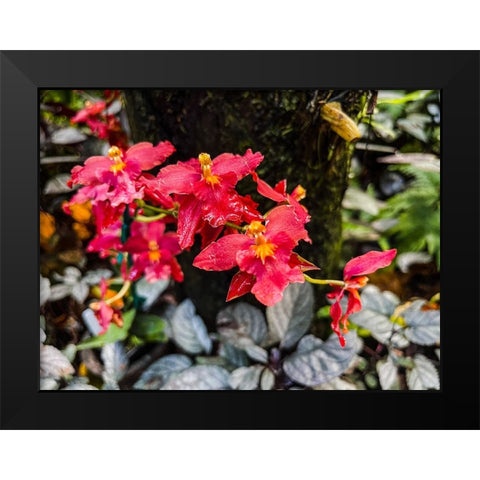 Curly Orchid Hug Black Modern Wood Framed Art Print by Nebula, Melissa