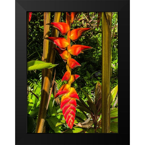 Heliconia Drop Black Modern Wood Framed Art Print by Nebula, Melissa