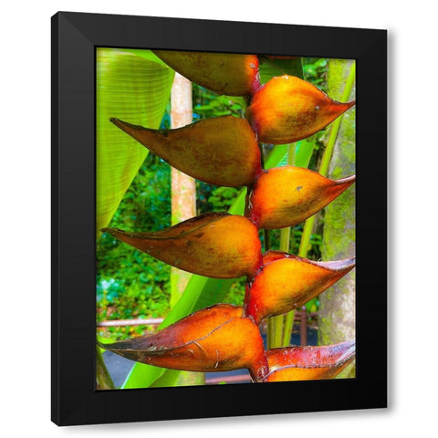 Heliconia Sip Black Modern Wood Framed Art Print with Double Matting by Nebula, Melissa