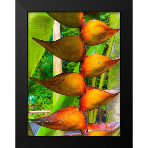 Heliconia Sip Black Modern Wood Framed Art Print by Nebula, Melissa