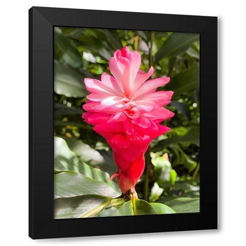 Blooming Sweetness Black Modern Wood Framed Art Print by Nebula, Melissa