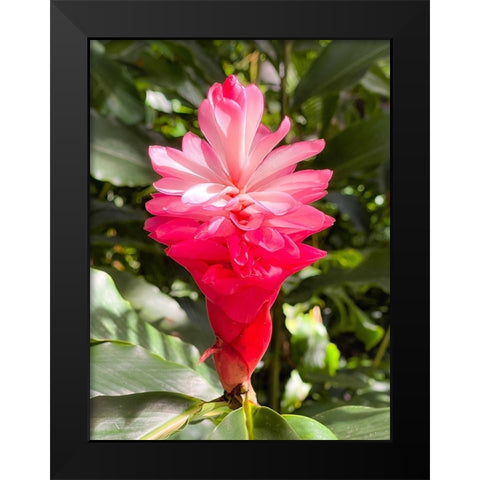 Blooming Sweetness Black Modern Wood Framed Art Print by Nebula, Melissa