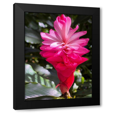 Ginger Awakening Black Modern Wood Framed Art Print by Nebula, Melissa