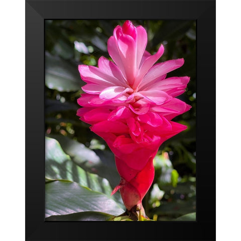 Ginger Awakening Black Modern Wood Framed Art Print by Nebula, Melissa