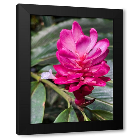 Ginger Blossom Black Modern Wood Framed Art Print by Nebula, Melissa