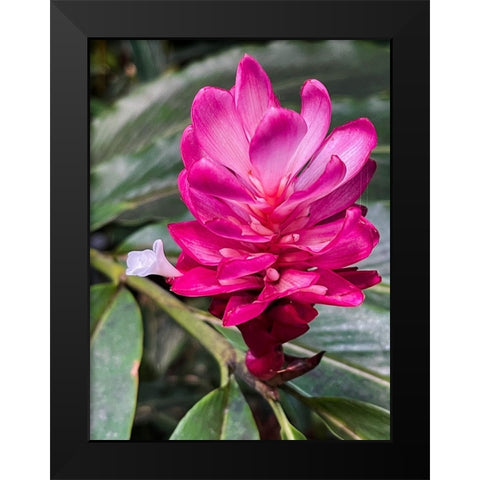 Ginger Blossom Black Modern Wood Framed Art Print by Nebula, Melissa