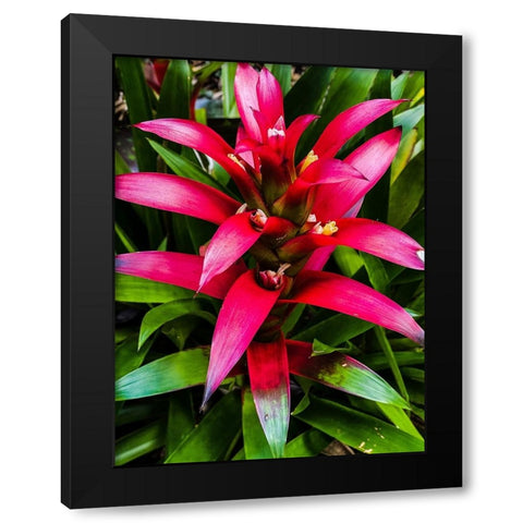 Botanical Bromeliad Black Modern Wood Framed Art Print with Double Matting by Nebula, Melissa