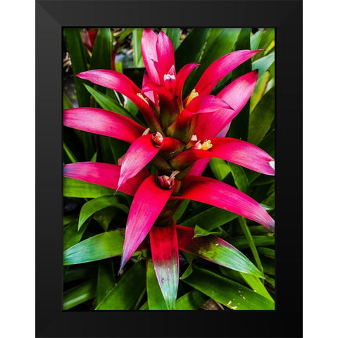 Botanical Bromeliad Black Modern Wood Framed Art Print by Nebula, Melissa