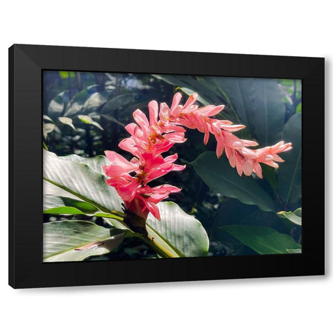 Lazy Ginger Black Modern Wood Framed Art Print with Double Matting by Nebula, Melissa