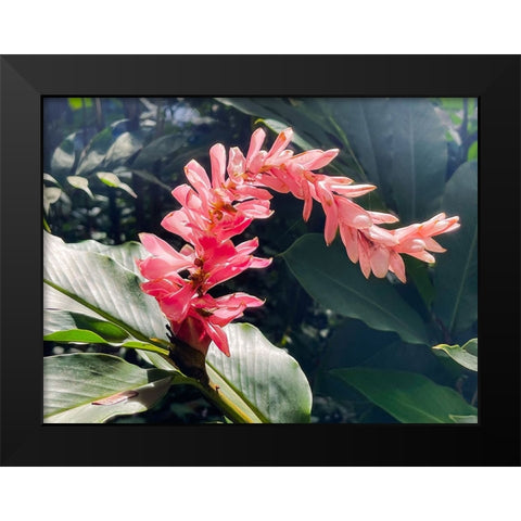 Lazy Ginger Black Modern Wood Framed Art Print by Nebula, Melissa