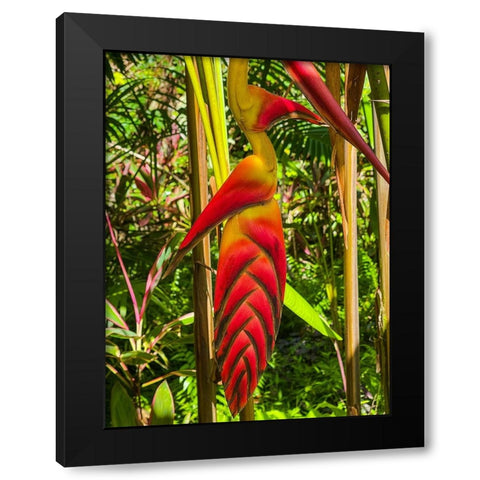 Tropical Bromeliad Bird Black Modern Wood Framed Art Print by Nebula, Melissa