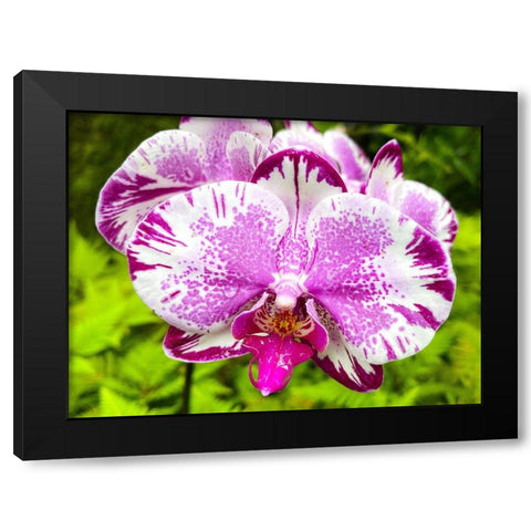 Dappled Orchid In Magenta Black Modern Wood Framed Art Print by Nebula, Melissa