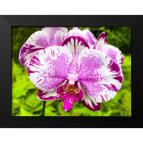 Dappled Orchid In Magenta Black Modern Wood Framed Art Print by Nebula, Melissa