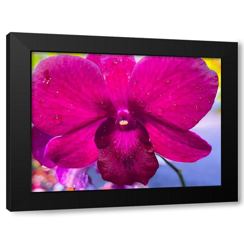 Orchid Daze Black Modern Wood Framed Art Print with Double Matting by Nebula, Melissa