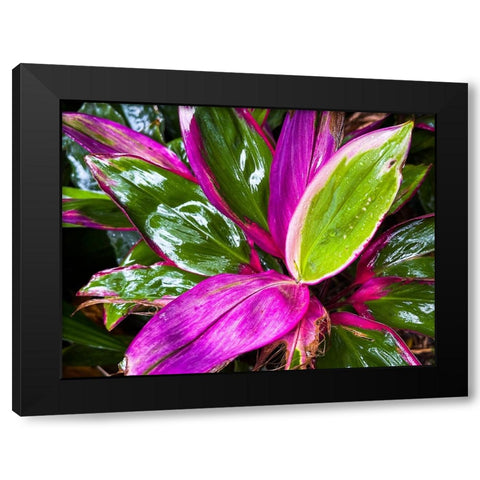 Leaf Spray Black Modern Wood Framed Art Print by Nebula, Melissa