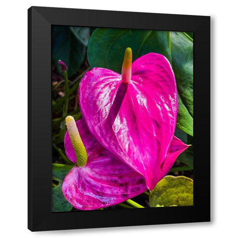 Heartfelt Anthurium Black Modern Wood Framed Art Print with Double Matting by Nebula, Melissa