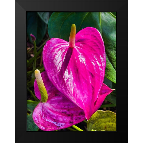 Heartfelt Anthurium Black Modern Wood Framed Art Print by Nebula, Melissa