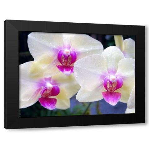 Orchid Cleanse Black Modern Wood Framed Art Print by Nebula, Melissa