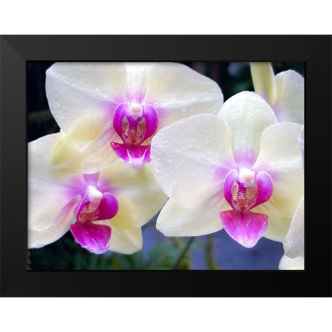 Orchid Cleanse Black Modern Wood Framed Art Print by Nebula, Melissa