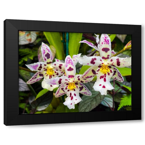 Look At Me Orchids Black Modern Wood Framed Art Print with Double Matting by Nebula, Melissa