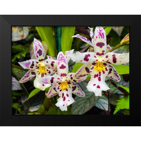 Look At Me Orchids Black Modern Wood Framed Art Print by Nebula, Melissa