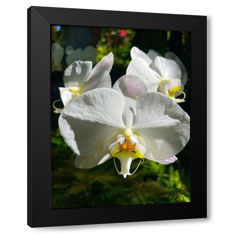 Orchid Peace In White Black Modern Wood Framed Art Print by Nebula, Melissa