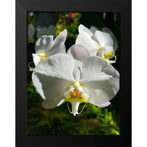 Orchid Peace In White Black Modern Wood Framed Art Print by Nebula, Melissa