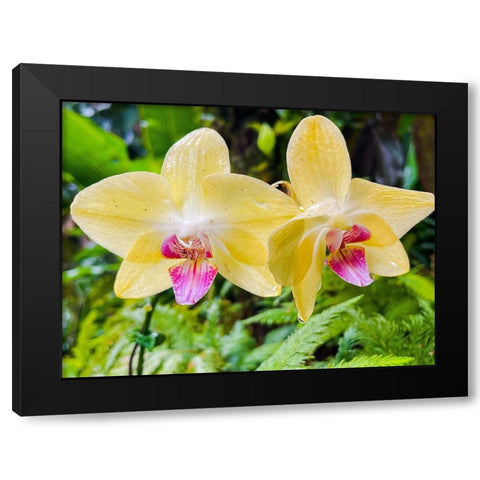 Orchid peace In Yellow Black Modern Wood Framed Art Print with Double Matting by Nebula, Melissa