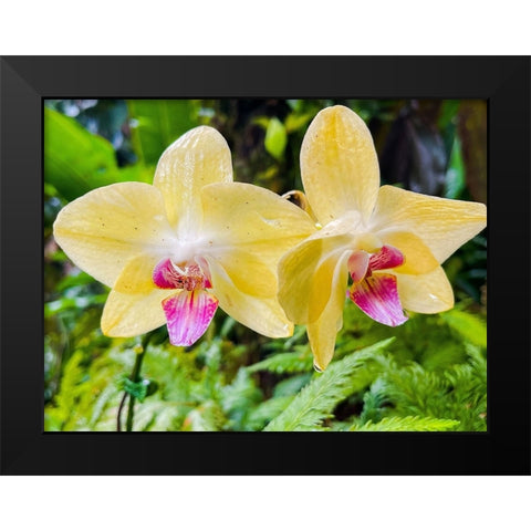 Orchid peace In Yellow Black Modern Wood Framed Art Print by Nebula, Melissa