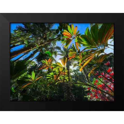 Tropical Understory Black Modern Wood Framed Art Print by Nebula, Melissa