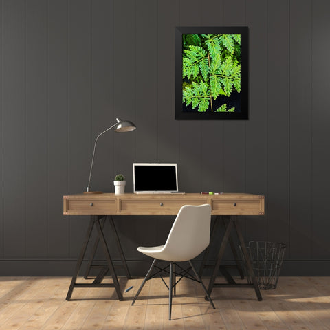 Evergreen Lace Black Modern Wood Framed Art Print by Nebula, Melissa