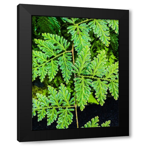 Evergreen Lace Black Modern Wood Framed Art Print with Double Matting by Nebula, Melissa