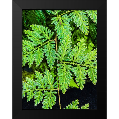 Evergreen Lace Black Modern Wood Framed Art Print by Nebula, Melissa