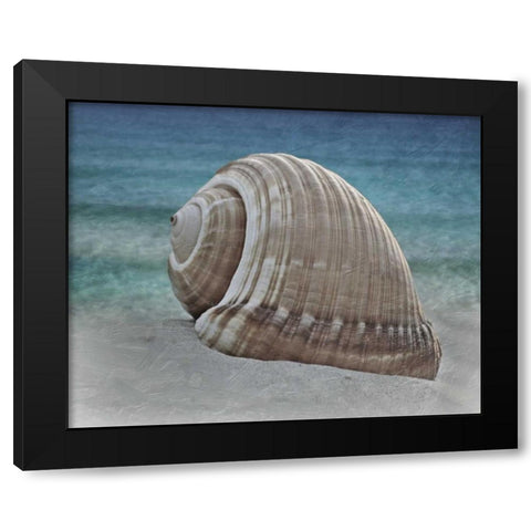 Shell Ray Soaking Black Modern Wood Framed Art Print with Double Matting by Prime, Marcus