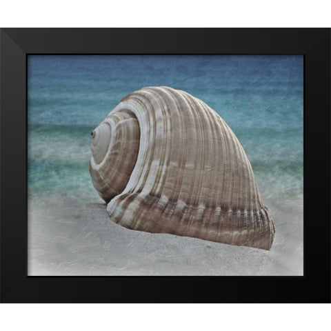 Shell Ray Soaking Black Modern Wood Framed Art Print by Prime, Marcus