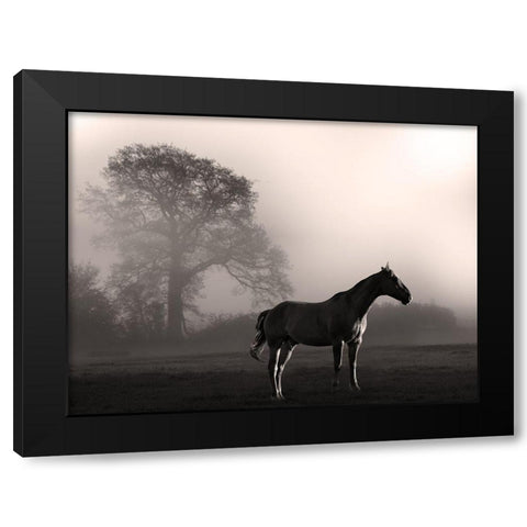Wandering Horse 3 Black Modern Wood Framed Art Print with Double Matting by Prime, Marcus