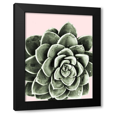 Succulent Beauty Black Modern Wood Framed Art Print with Double Matting by Prime, Marcus