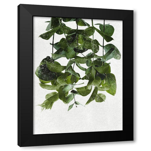 Hanging Eucalyptus Black Modern Wood Framed Art Print by Prime, Marcus