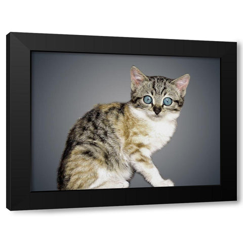 Boundless Cuteness 2 Black Modern Wood Framed Art Print by Prime, Marcus