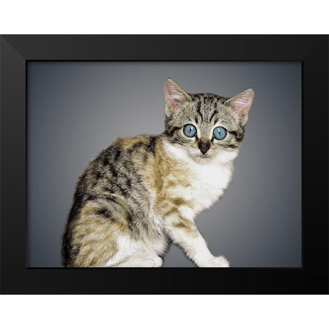 Boundless Cuteness 2 Black Modern Wood Framed Art Print by Prime, Marcus