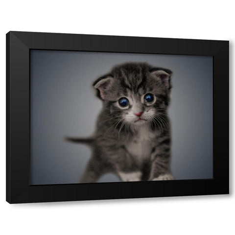 Boundless Cuteness 4 Black Modern Wood Framed Art Print with Double Matting by Prime, Marcus