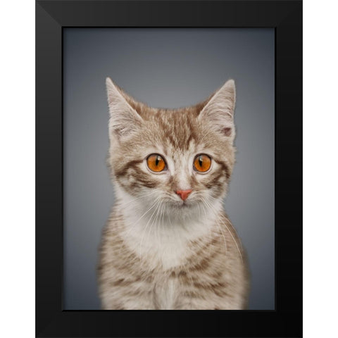 Boundless Cuteness 5 Black Modern Wood Framed Art Print by Prime, Marcus