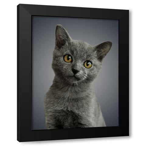 Boundless Cuteness 6 Black Modern Wood Framed Art Print with Double Matting by Prime, Marcus