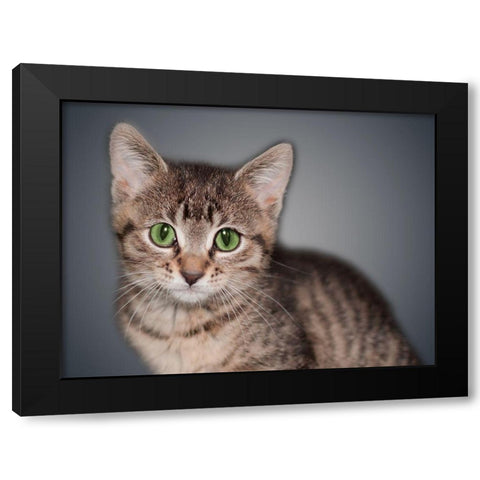 Boundless Cuteness 8 Black Modern Wood Framed Art Print with Double Matting by Prime, Marcus