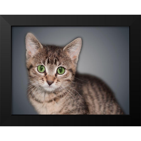 Boundless Cuteness 8 Black Modern Wood Framed Art Print by Prime, Marcus