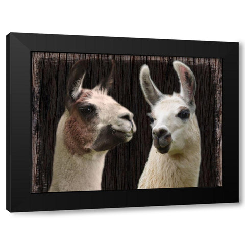 Llama Discussion Black Modern Wood Framed Art Print by Prime, Marcus
