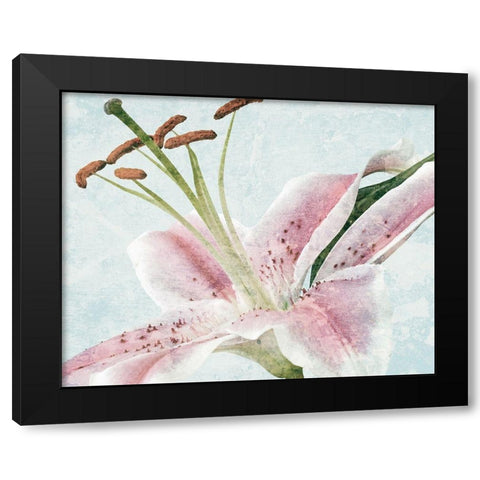 Lily Love 1 Black Modern Wood Framed Art Print by Prime, Marcus