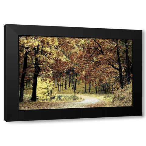 Wilderness Walk 1 Black Modern Wood Framed Art Print with Double Matting by Prime, Marcus